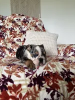 Macy, a female English Bulldog for sale in Nappanee, IN – 5 of 8