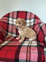 Turbo, a male Labradoodle for sale in Nappanee, IN – 3 of 5