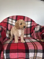 Ned, a male Labradoodle for sale in Nappanee, IN – 2 of 5