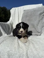 Sophie, a female Bernese Mountain Dog and Siberian Husky for sale in Nappanee, IN – 2 of 6