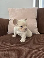 Angel, a female French Bulldog for sale in Nappanee, IN – Photo 2 of 6