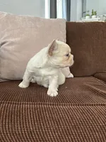 Angel, a female French Bulldog for sale in Nappanee, IN – Photo 5 of 6