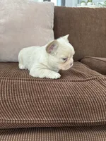 Angel, a female French Bulldog for sale in Nappanee, IN – Photo 1 of 6