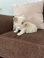 Angel, a female French Bulldog for sale in Nappanee, IN – Photo 4 of 6