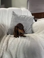 Jasper , a male Miniature Dachshund for sale in Nappanee, IN – 3 of 6