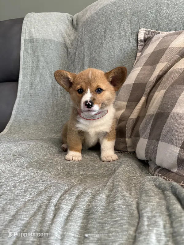 Sadie – Pembroke Welsh Corgi puppy for sale in Nappanee, IN