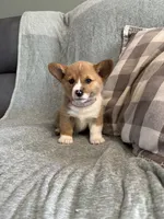 Sadie, a female Pembroke Welsh Corgi for sale in Nappanee, IN – 1 of 6