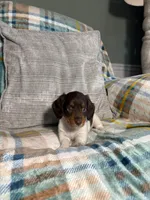 Charlie, a male Miniature Dachshund for sale in Nappanee, IN – 3 of 7