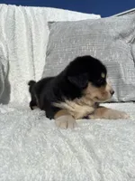 Bruce, a male Bernese Mountain Dog and Siberian Husky for sale in Nappanee, IN – 2 of 7