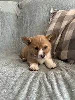 Sadie, a female Pembroke Welsh Corgi for sale in Nappanee, IN – 4 of 6