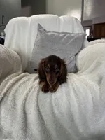 Jasper , a male Miniature Dachshund for sale in Nappanee, IN – 5 of 6