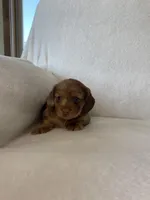 Winnie, a female Miniature Dachshund for sale in Nappanee, IN – Photo 2 of 7