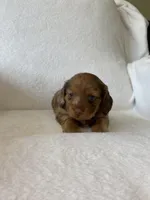 Winnie, a female Miniature Dachshund for sale in Nappanee, IN – Photo 3 of 7