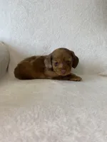 Winnie, a female Miniature Dachshund for sale in Nappanee, IN – Photo 6 of 7