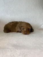 Winnie, a female Miniature Dachshund for sale in Nappanee, IN – Photo 7 of 7