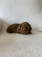 Winnie, a female Miniature Dachshund for sale in Nappanee, IN – Photo 5 of 7