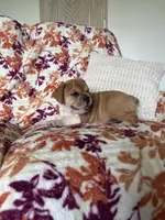Jenny, a female English Bulldog and Beagle for sale in Nappanee, IN – 2 of 5