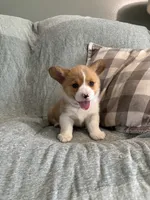 Cesar, a male Pembroke Welsh Corgi for sale in Nappanee, IN – 5 of 5