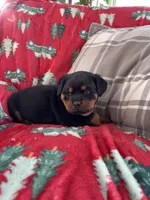 processed/889f60e6-709f-43e0-a992-48fb980dcf98/listing/51f0a9c2-a729-4b2b-9225-f394a97522e9/681b7443-7a5e-4c11-b0cc-5f2c59ae68bc