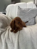 Sapphire, a male Miniature Dachshund for sale in Nappanee, IN – 2 of 5
