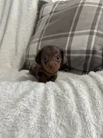 Mario, a male Miniature Dachshund for sale in Nappanee, IN – 2 of 7