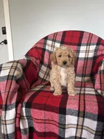 Ned, a male Labradoodle for sale in Nappanee, IN – 3 of 5