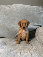 Lexi, a female Golden Retriever for sale in Nappanee, IN – 3 of 5