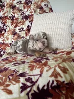 Bruce , a female English Bulldog for sale in Nappanee, IN – 3 of 7