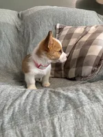 Janie, a female Pembroke Welsh Corgi for sale in Nappanee, IN – 4 of 4