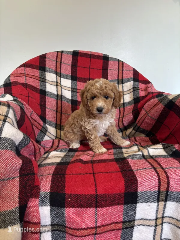 Turbo – Labradoodle puppy for sale in Nappanee, IN