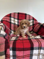 Turbo, a male Labradoodle for sale in Nappanee, IN – 1 of 5