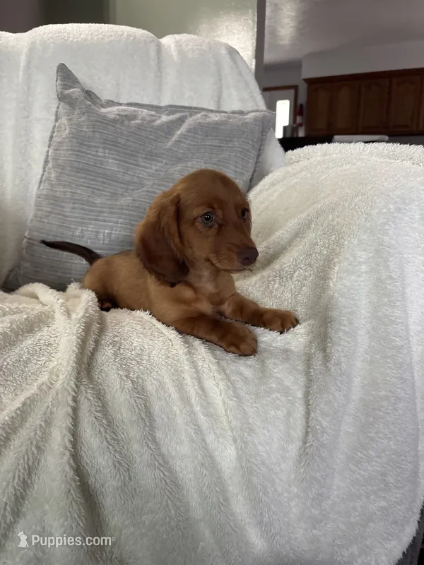Sapphire – Miniature Dachshund puppy for sale in Nappanee, IN