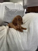 Sapphire, a male Miniature Dachshund for sale in Nappanee, IN – 1 of 5