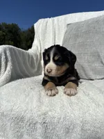 Chloe, a female Bernese Mountain Dog and Siberian Husky for sale in Nappanee, IN – 2 of 7