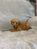 Cooper, a male Golden Retriever for sale in Nappanee, IN – 2 of 6