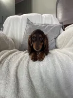 Jasper , a male Miniature Dachshund for sale in Nappanee, IN – 4 of 6