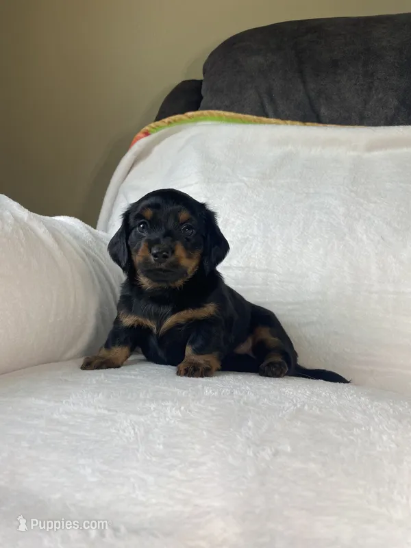 Bonnie – Miniature Dachshund puppy for sale in Nappanee, IN