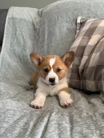 Rosie, a female Pembroke Welsh Corgi for sale in Nappanee, IN – 2 of 4