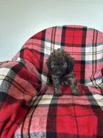 Meka, a male Labradoodle for sale in Nappanee, IN – 5 of 6