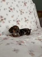Vinnie, a female Miniature Dachshund for sale in Nappanee, IN – Photo 1 of 3