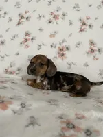 Vinnie, a female Miniature Dachshund for sale in Nappanee, IN – Photo 2 of 3