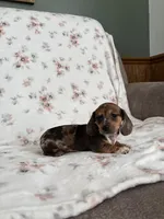 Vinnie, a female Miniature Dachshund for sale in Nappanee, IN – Photo 3 of 3
