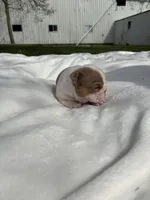 Rosie, a female English Bulldog for sale in Nappanee, IN – Photo 3 of 6