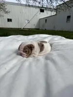 Rosie, a female English Bulldog for sale in Nappanee, IN – Photo 6 of 6