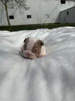 Rosie, a female English Bulldog for sale in Nappanee, IN – Photo 4 of 6