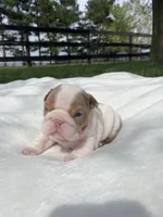 Rosie, a female English Bulldog for sale in Nappanee, IN – Photo 2 of 6