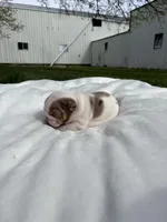 Rosie, a female English Bulldog for sale in Nappanee, IN – Photo 5 of 6