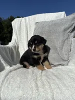 Benj, a male Bernese Mountain Dog and Siberian Husky for sale in Nappanee, IN – 2 of 6