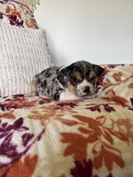 Rosie, a female English Bulldog and Beagle for sale in Nappanee, IN – 3 of 5