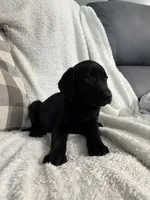 Lucy, a female Golden Retriever and Weimaraner for sale in Nappanee, IN – 2 of 5